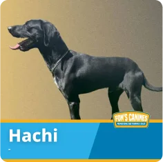 A black dog named Hachi stands in profile on a plain background, with a blue and yellow label at the bottom displaying the name "Hachi.
