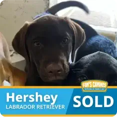 A chocolate Labrador Retriever puppy labeled "Hershey" with a "SOLD" sign and "Fynn's Canines" logo in the corner.