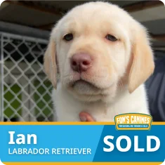 A yellow Labrador Retriever puppy is shown with a neutral expression. Text on the image reads "Ian, Labrador Retriever, SOLD" with a Fon's Canines logo.