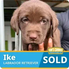 A chocolate Labrador Retriever puppy named Ike is held by a person. The image includes a label indicating the puppy is sold.