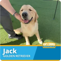 A golden retriever named Jack sits on grass while a person holds his chin. Text on image reads: "Jack, Golden Retriever, Fox's Canines.