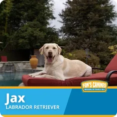 A yellow Labrador Retriever named Jax lies on a red lounge chair by a pool, with trees and a large pot in the background. A label in the corner reads "Fon's Canines.