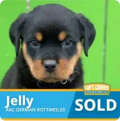 A black and tan Rottweiler puppy labeled "Jelly" with a "SOLD" sign, in front of a green background.