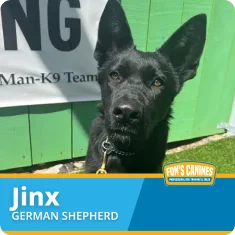 A black German Shepherd named Jinx sits outdoors in front of a green fence, with a "Fon’s Canines" label at the bottom of the image.