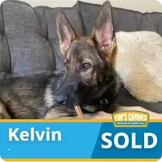 A German Shepherd named Kelvin lies on a gray couch. A banner at the bottom reads "Kelvin SOLD" with the logo "FDR's Canines.”.
