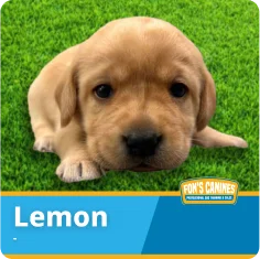 A light brown puppy lies on green grass with the name "Lemon" displayed in a blue banner at the bottom of the image.