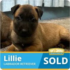 A tan and black Labrador Retriever puppy lying on carpet next to another puppy. A banner reads "Lillie, Labrador Retriever, SOLD.