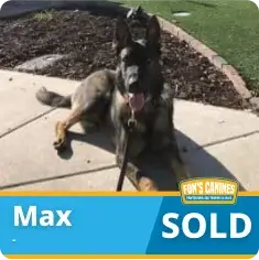 A German Shepherd named Max lies on a sidewalk; a banner at the bottom reads "SOLD" and displays the Finn’s Canines logo.