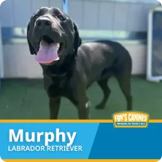 A black Labrador Retriever named Murphy stands on green turf with mouth open and tongue out. A fence and gate are visible in the background.