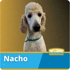 A light-colored poodle wearing a green collar is shown against a gradient background. The name "Nacho" appears in bold text at the bottom with the Fox's Canines logo.
