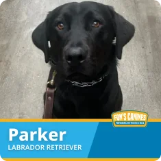 A black Labrador Retriever named Parker sits on a leash, with a Fon’s Canines banner displaying his name and breed at the bottom of the image.