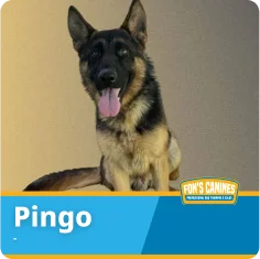 A German Shepherd dog sits with its mouth open and tongue out. The name "Pingo" and the Fox's Canines logo are displayed at the bottom.