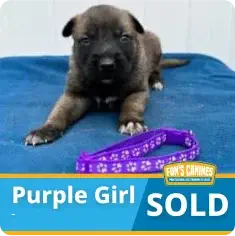 A small puppy lies on a blue blanket with a purple collar in front; text indicates the puppy, labeled "Purple Girl," is sold.