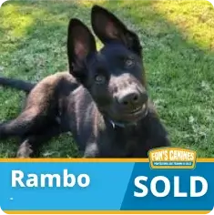 A black dog with upright ears lies on grass. The text reads "Rambo" and "SOLD" with a logo for "Eden's Canines" in the corner.