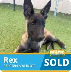 A Belgian Malinois puppy lies on grass next to a "SOLD" sign with the name Rex displayed in bold text.