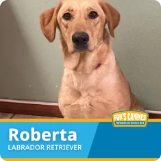 A yellow Labrador Retriever sits indoors against a light green wall. Text overlay identifies the dog as Roberta.
