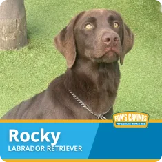 A brown Labrador Retriever named Rocky sits on green grass, wearing a silver chain collar. The Fon's Canines logo and text "Rocky Labrador Retriever" are displayed at the bottom.