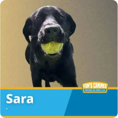 A black dog named Sara holds a yellow tennis ball in its mouth. The image has a blue label with the name "Sara" and the FOKS Canines logo.