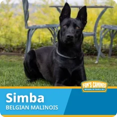A black Belgian Malinois dog named Simba lies on grass in front of metal outdoor chairs and a table. A label at the bottom reads "Simba, Belgian Malinois, Fon's Canines.