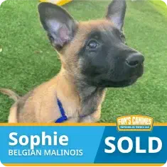 A Belgian Malinois puppy named Sophie sits on grass with a blue collar. A "SOLD" sign and "Fox's Canines" logo are displayed at the bottom of the image.