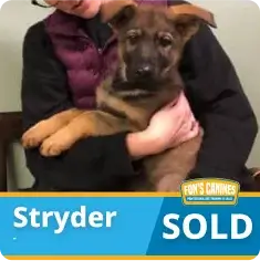 A person holds a German Shepherd puppy named Stryder. A banner at the bottom reads "Stryder SOLD" with the Fox's Canines logo.
