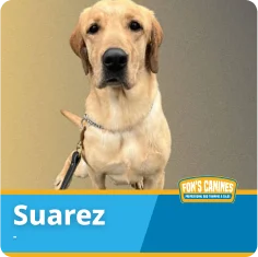 A yellow Labrador Retriever named Suarez sits facing the camera, wearing a collar and leash. A "Foh's Canines" logo appears at the bottom.