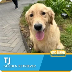 A golden retriever sits on a path next to greenery, looking at the camera with its tongue out. Text on the image reads, "TJ GOLDEN RETRIEVER, FON'S CANINES.