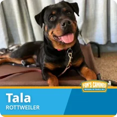 A Rottweiler named Tala lies on a raised dog bed, looking at the camera with mouth open and tongue out. A sign reads "Fon’s Canines" in the corner.