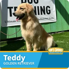 A Golden Retriever named Teddy sits on artificial grass in front of a "Dog Training" sign.