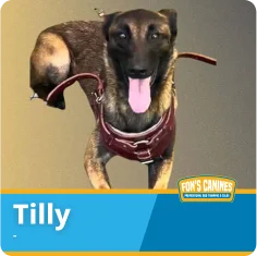 A brown dog wearing a harness stands with its tongue out. The name "Tilly" appears at the bottom, along with the FDK9 CANINES logo.