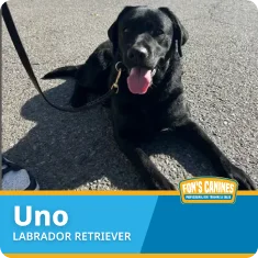 A black Labrador Retriever named Uno lies on pavement with a leash attached, mouth open and tongue out. Text overlay reads "Uno LABRADOR RETRIEVER" with a Fon's Canines logo.