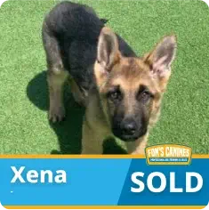 A young German Shepherd puppy stands on grass. The text reads “Xena SOLD” with a Fun’s Canines logo in the corner.