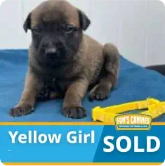 A brown puppy sits on a blue surface next to a yellow toy, with text stating "Yellow Girl SOLD" and a logo reading "Finn's Canines.