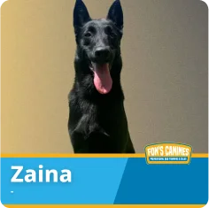 A black dog with upright ears sits against a plain background. The name "Zaina" and a "Fon's Canines" logo appear at the bottom of the image.
