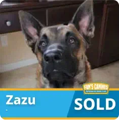 A German Shepherd sits indoors near dark wooden furniture, with a label reading "Zazu" and "SOLD" overlaid at the bottom of the image.