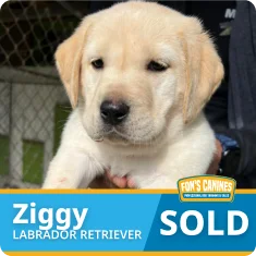 A person holds a yellow Labrador Retriever puppy named Ziggy. The image has labels showing "Ziggy," "Labrador Retriever," and "SOLD.