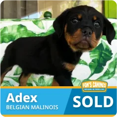 A small black and brown puppy stands on a green leaf-patterned surface. Text reads "Adex, Belgian Malinois, SOLD" with a "Fox's Canines" logo.