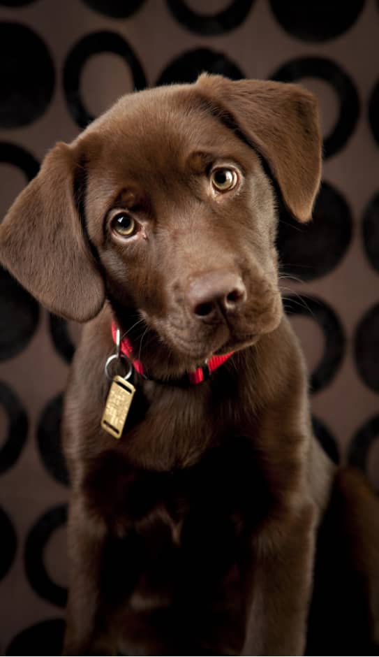 A chocolate Labrador puppy wearing a red collar with a tag sits in front of a patterned background, tilting its head slightly to the side.