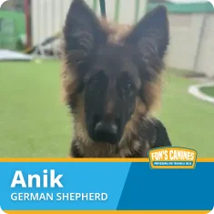 A German Shepherd named Anik sits outdoors on grass. Text on the image reads "Anik - German Shepherd" with a Fon's Canines logo in the corner.