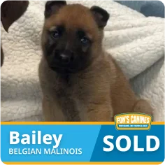 A Belgian Malinois puppy sits on a blanket. Text overlay reads "Bailey," "Belgian Malinois," and "SOLD" with a Fox's Canines logo.