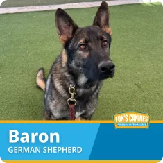 A German Shepherd named Baron sits on green artificial turf, wearing a collar and leash. A Fon's Canines logo is displayed in the lower right corner.