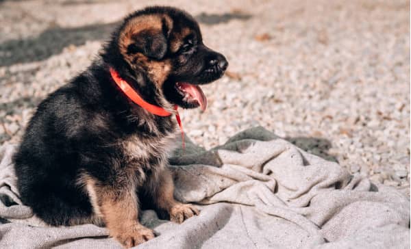 A German Shepherd puppy with a red collar sits on a blanket outdoors, yawning with its mouth wide open.