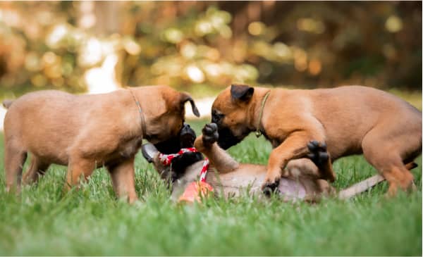 Three brown puppies play together on green grass, with two standing and one lying on its back.
