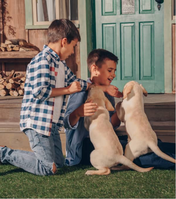Two boys play with two yellow Labrador puppies on the grass in front of a green door.