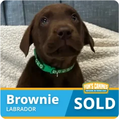 A chocolate Labrador puppy wearing a green collar sits on a blanket. Text on the image reads “Brownie, Labrador, SOLD” with a Fox’s Canines logo.