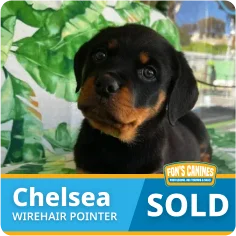 A black and brown puppy lies on a green-patterned surface. Text reads "Chelsea Wirehair Pointer" and "SOLD" with a Fox's Canines logo.