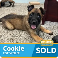 A brown and black Rottweiler puppy named Cookie lies on carpet with its mouth open. A "SOLD" sign and "Fox's Canines" logo are displayed at the bottom of the image.