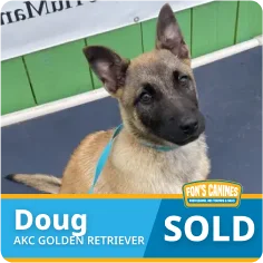 A young tan and black dog with upright ears sits on a blue floor. Text reads: "Doug, AKC Golden Retriever, SOLD" with the Fon's Canines logo.