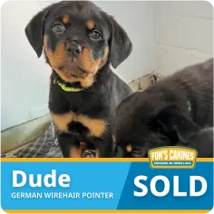 Two Rottweiler puppies are in a kennel. A blue label at the bottom reads "Dude, German Wirehair Pointer, SOLD" along with the Fox's Canines logo.