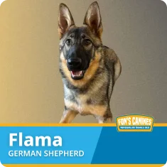 A German Shepherd named Flama stands facing forward. The image has a Fón's Canines logo and a blue label with Flama's name and breed.